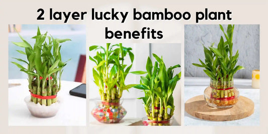 2 layer lucky bamboo plant benefits - Meserii