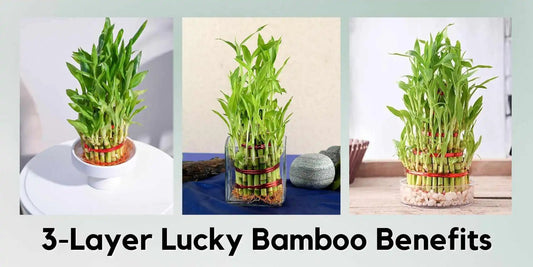 3-Layer Lucky Bamboo Benefits - Meserii
