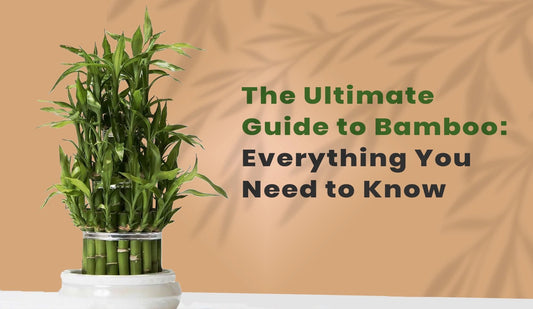 Bamboo: Characteristics, Species, Uses, and Global Impact - Meserii