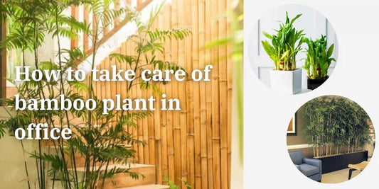 How to take care of bamboo plant in office - Meserii