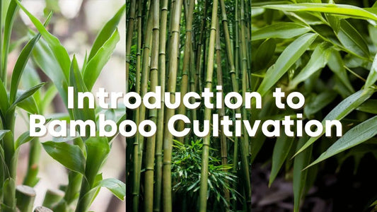 Bamboo Cultivation: Growing, Harvesting, and Potential - Meserii