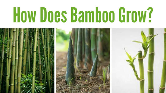 How Does Bamboo Grow? - Meserii