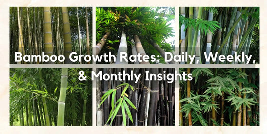 Bamboo Growth Rates: Daily, Weekly, & Monthly Insights - Meserii