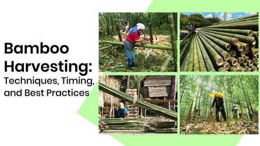 Bamboo Harvesting: Techniques, Timing, and Best Practices - Meserii