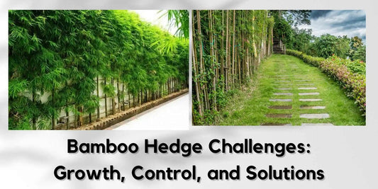 Bamboo Hedge Challenges: Growth, Control, and Solutions - Meserii