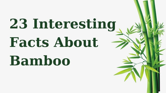 23 Interesting Facts About Bamboo - Meserii