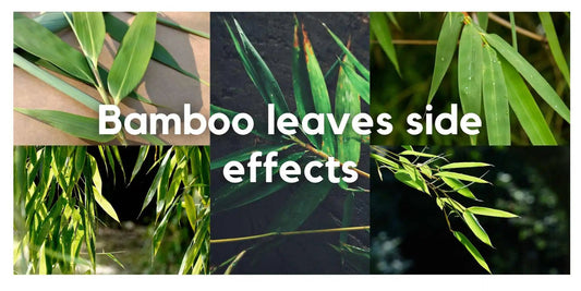 Bamboo leaves side effects - Meserii