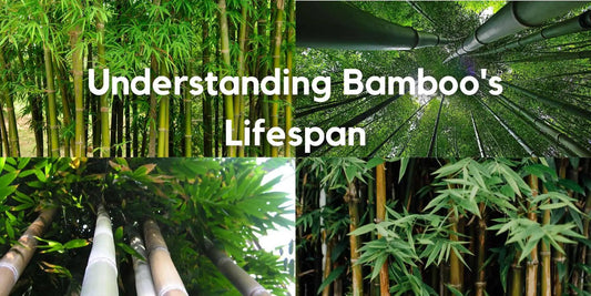 Understanding Bamboo's Lifespan - Meserii