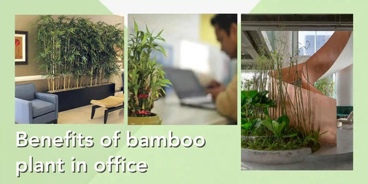 Benefits of Bamboo Plant in Office - Meserii