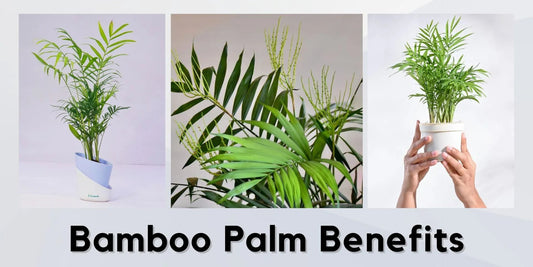 Bamboo Palm Benefits - Meserii