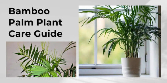 Bamboo Palm Plant Care Guide - Meserii