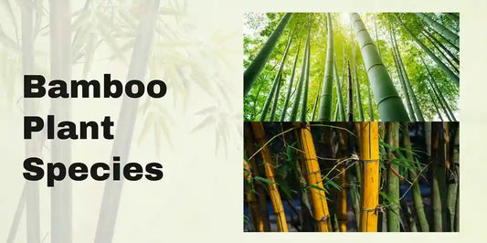 Bamboo Plant Species - Meserii