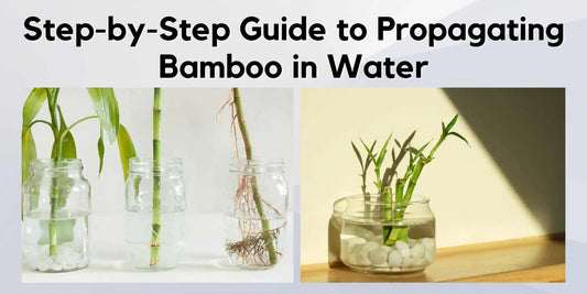 Step-by-Step Guide to Propagating Bamboo in Water - Meserii