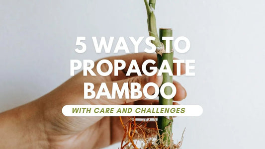 5 Ways To Propagate Bamboo with Care and Challenges - Meserii