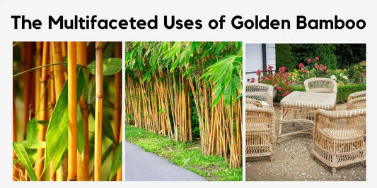 The Multifaceted Uses of Golden Bamboo - Meserii