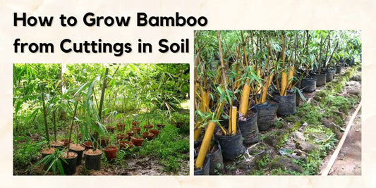 How to grow bamboo from cuttings in soil - Meserii