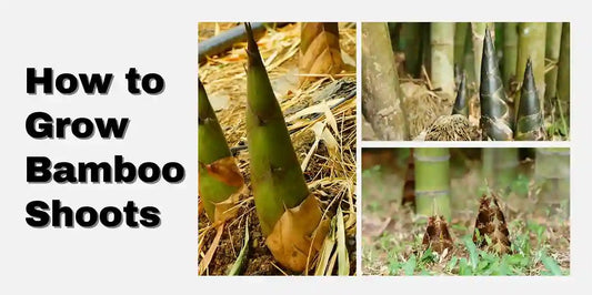 How to grow bamboo shoots - Meserii