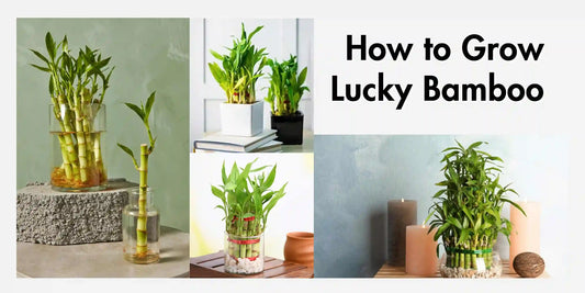 How to grow lucky Bamboo - Meserii
