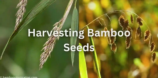 Harvesting Bamboo Seeds - Meserii