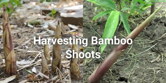 Harvesting Bamboo Shoots - Meserii
