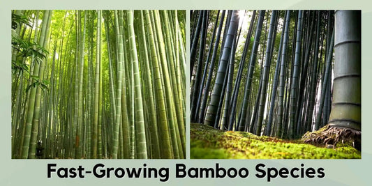 Fastest Growing Bamboo Species in India - Meserii