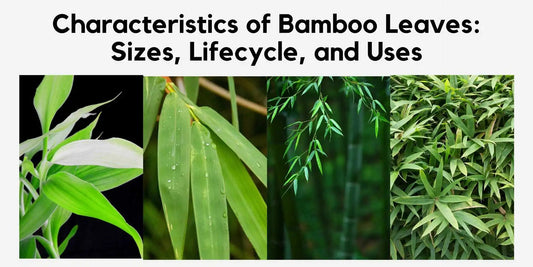 Characteristics of Bamboo Leaves: Sizes, Lifecycle, and Uses - Meserii