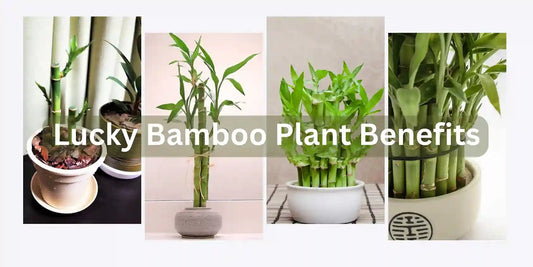 Lucky Bamboo Plant Benefits - Meserii