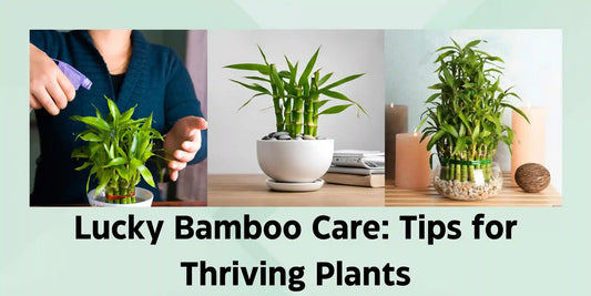 Lucky Bamboo Care: Tips for Thriving Plants - Meserii