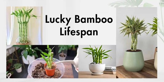 Lucky Bamboo Lifespan - Meserii