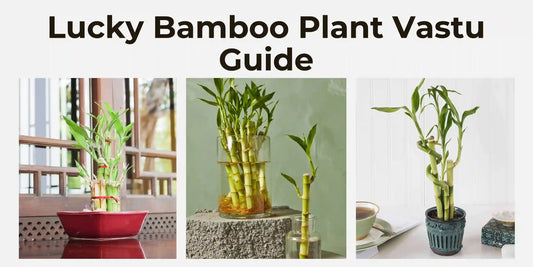 Lucky Bamboo Plant Vastu Guide - Meserii