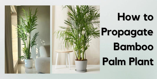 How to propagate bamboo palm plant - Meserii