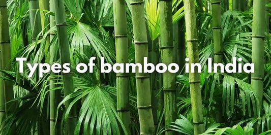 Types of Bamboo in India - Meserii