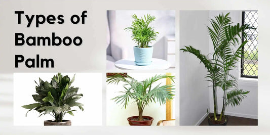 Types of bamboo palm - Meserii